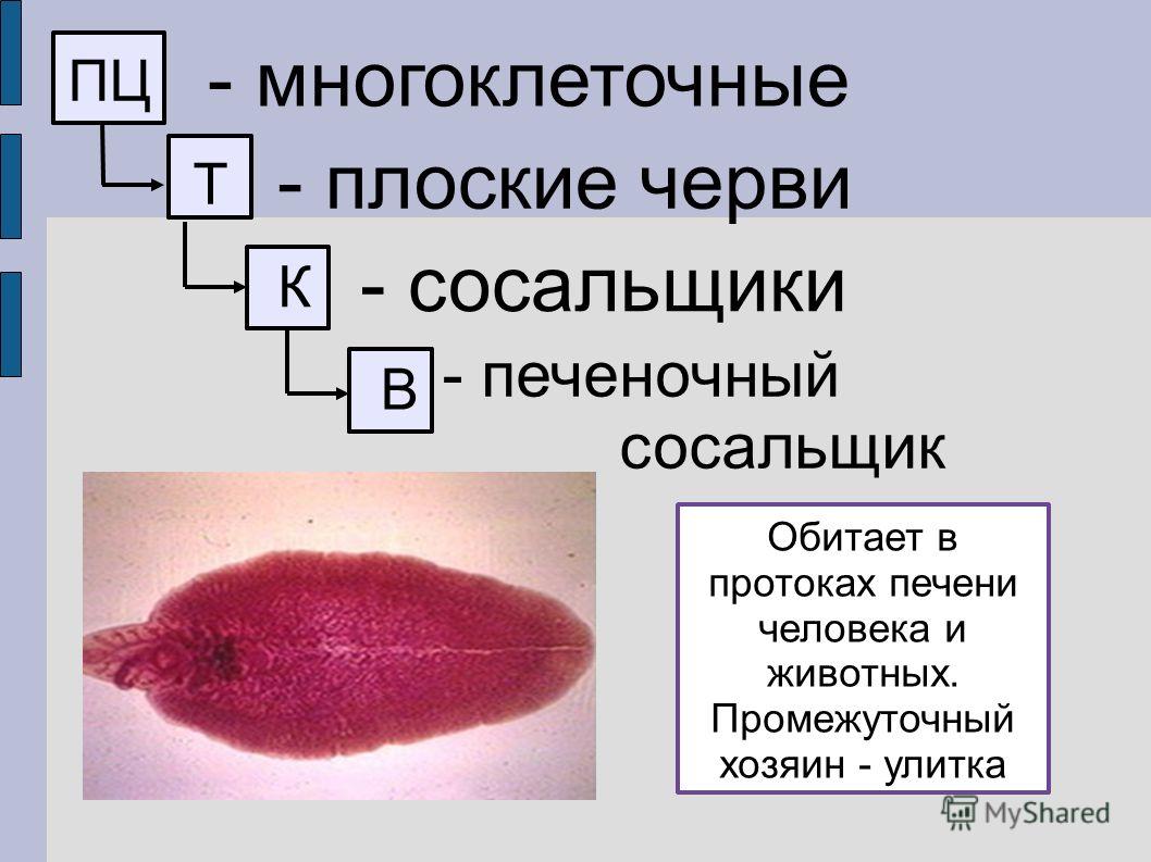 Кракен маркетплейс что