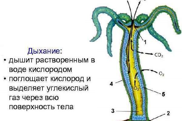 2kr kraken